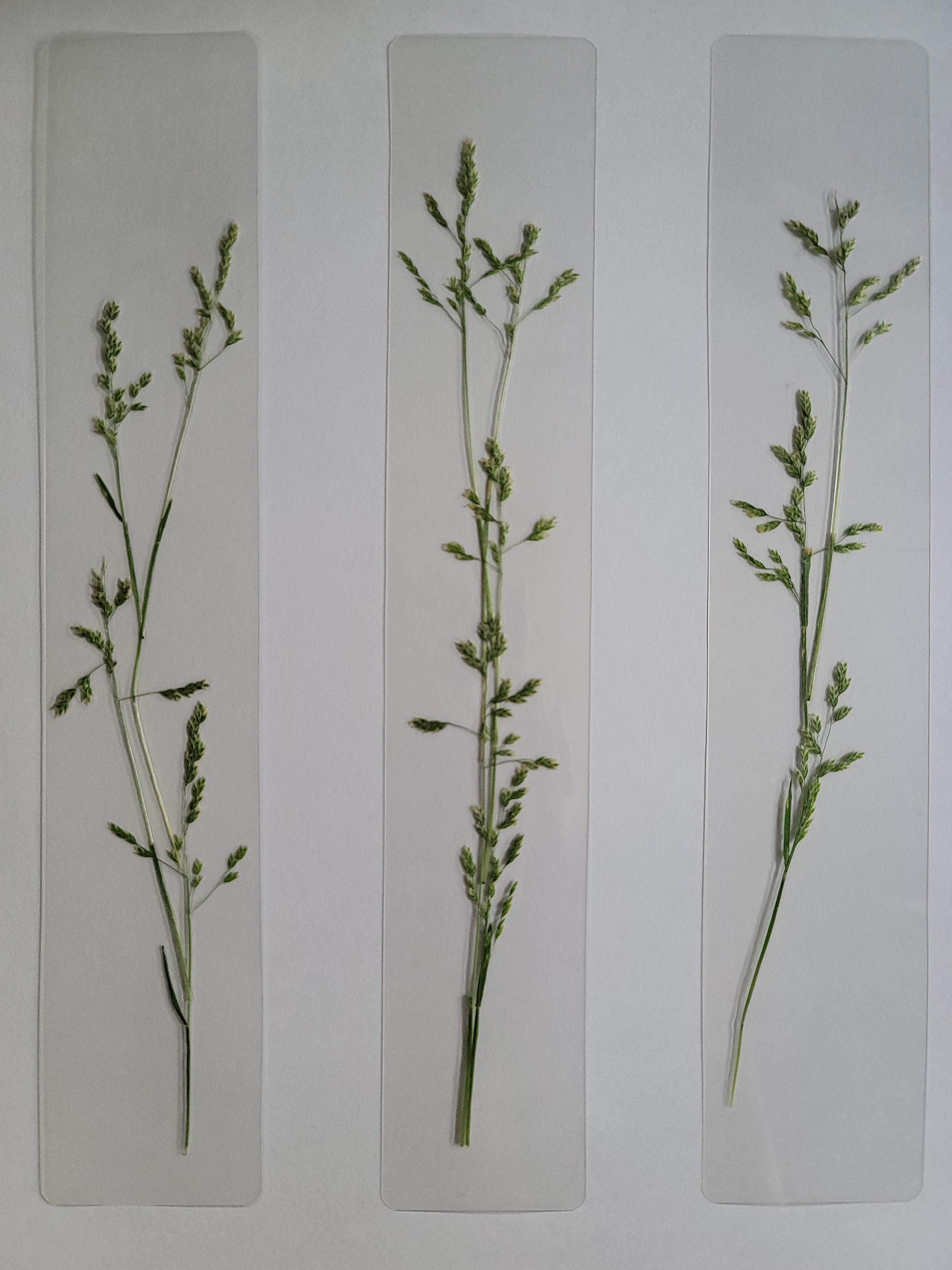 Pressed Flower Bookmark